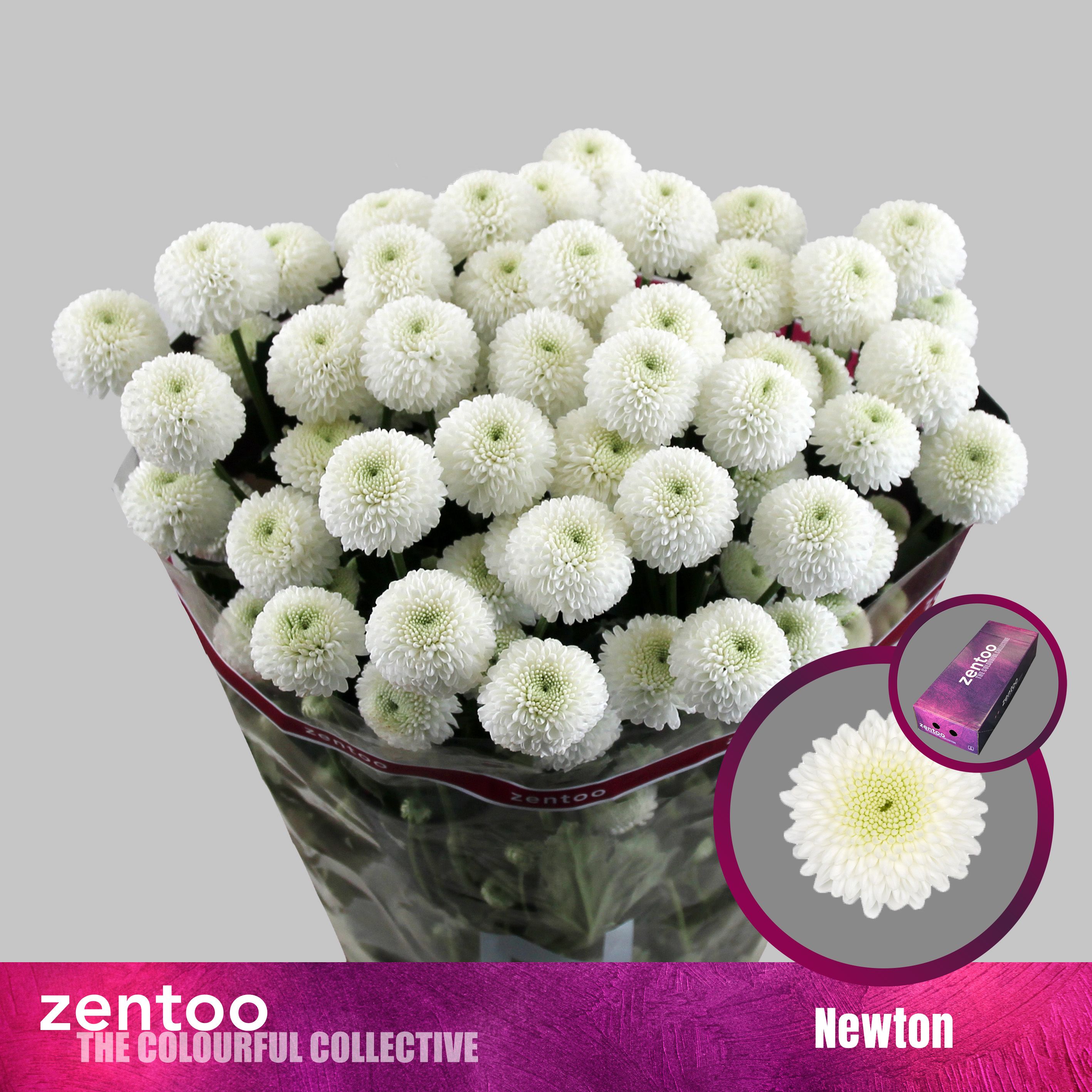 Срезанные цветы оптом Chrys sp newton от 160шт из Голландии с доставкой по России