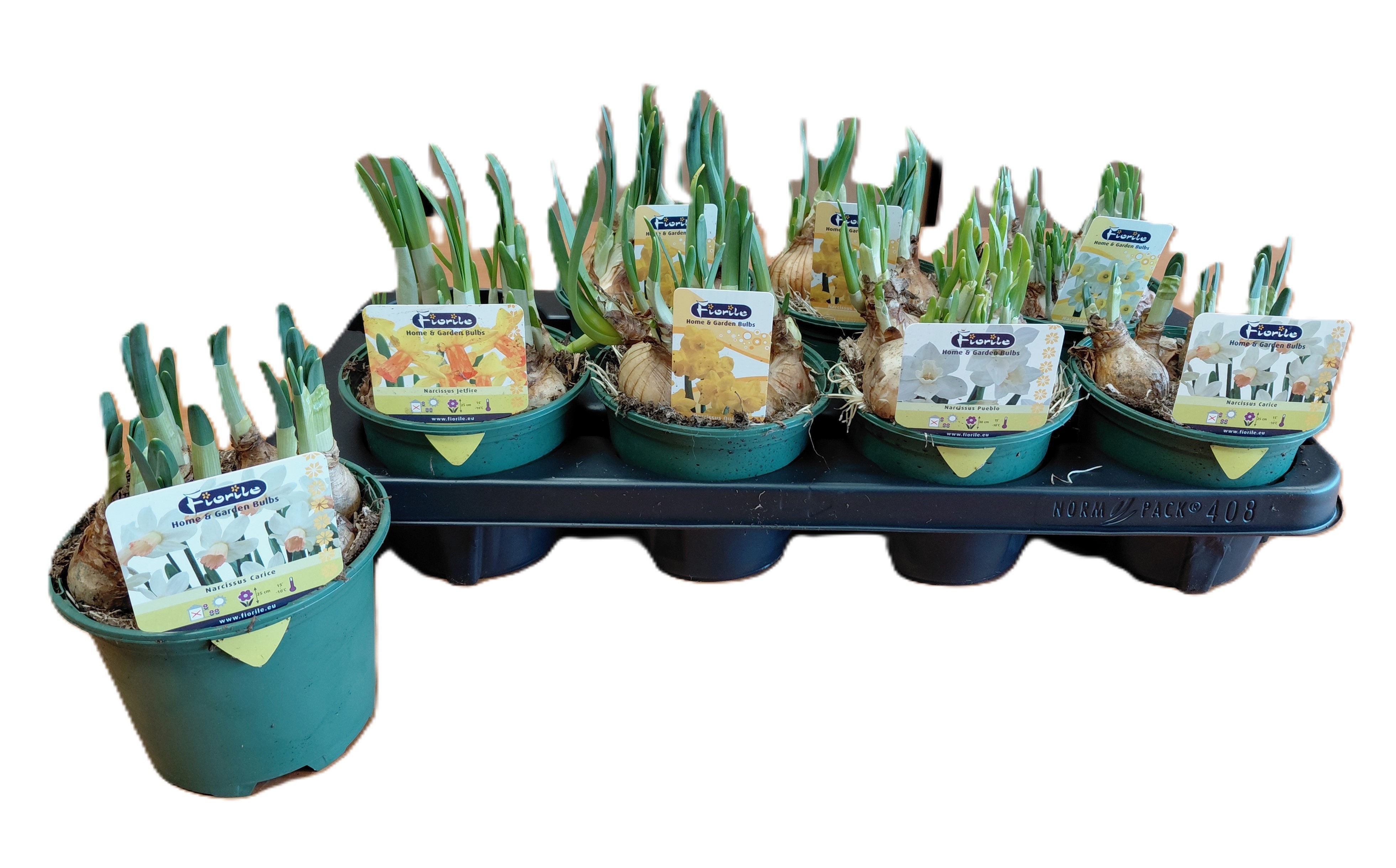 Горшечные цветы и растения оптом Narc Gem от 8шт из Голландии с доставкой по России