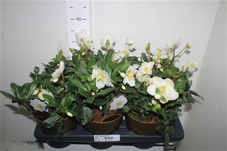 Горшечные цветы и растения оптом Hell Ni Hgc Jerry 25+ от 6шт из Голландии с доставкой по России