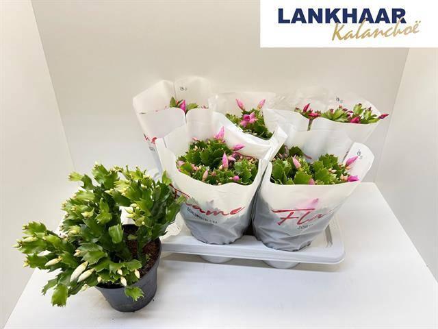 Горшечные цветы и растения оптом Schlumbergera Flame Mix от 6шт из Голландии с доставкой по России