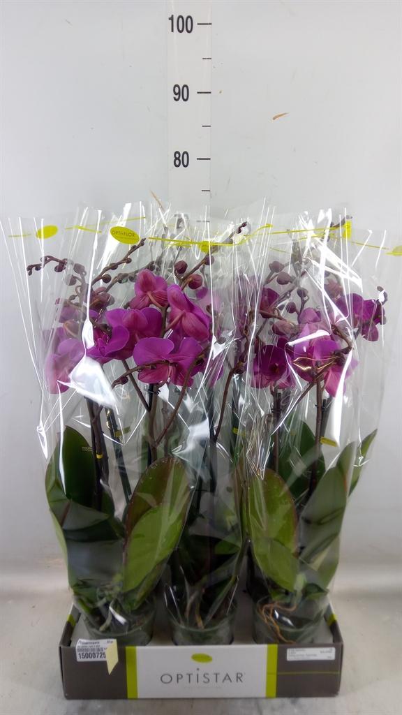 Горшечные цветы и растения оптом Phalaenopsis   ...lilac от 6шт из Голландии с доставкой по России
