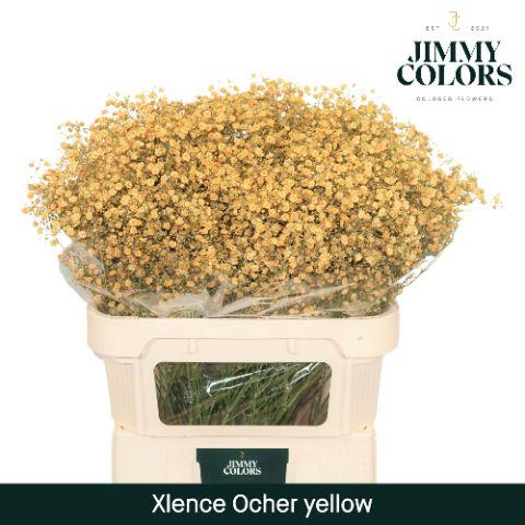 Срезанные цветы оптом Gyps large paint ocher yellow от 50шт из Голландии с доставкой по России