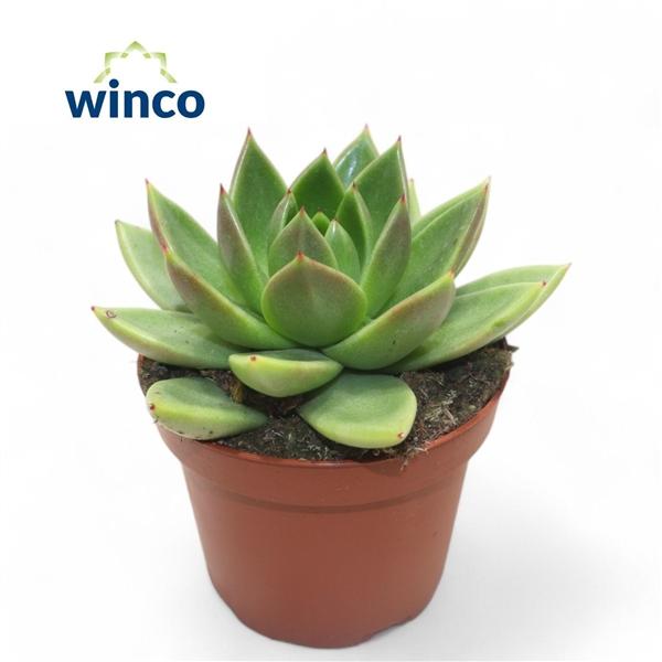 Горшечные цветы и растения оптом Echeveria Miranda от 9шт из Голландии с доставкой по России