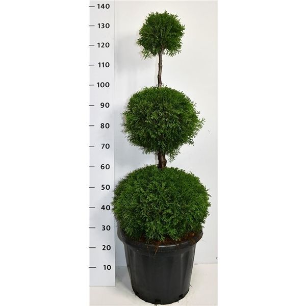 Горшечные цветы и растения оптом Thuja Occ Smaragd Trio Ball от 1шт из Голландии с доставкой по России