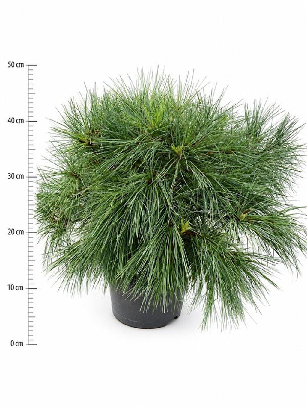 Горшечные цветы и растения оптом Pinus Strobus Blue Shag от 1шт из Голландии с доставкой по России