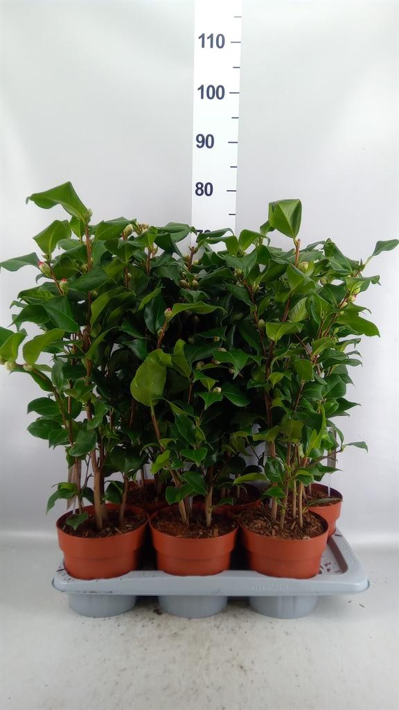 Горшечные цветы и растения оптом Camellia Japonica dr King от 6шт из Голландии с доставкой по России