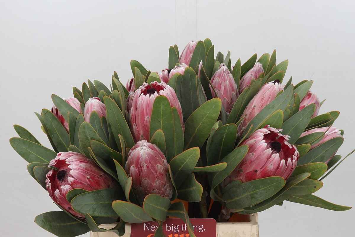 Срезанные цветы оптом Protea pink lady от 20шт из Голландии с доставкой по России