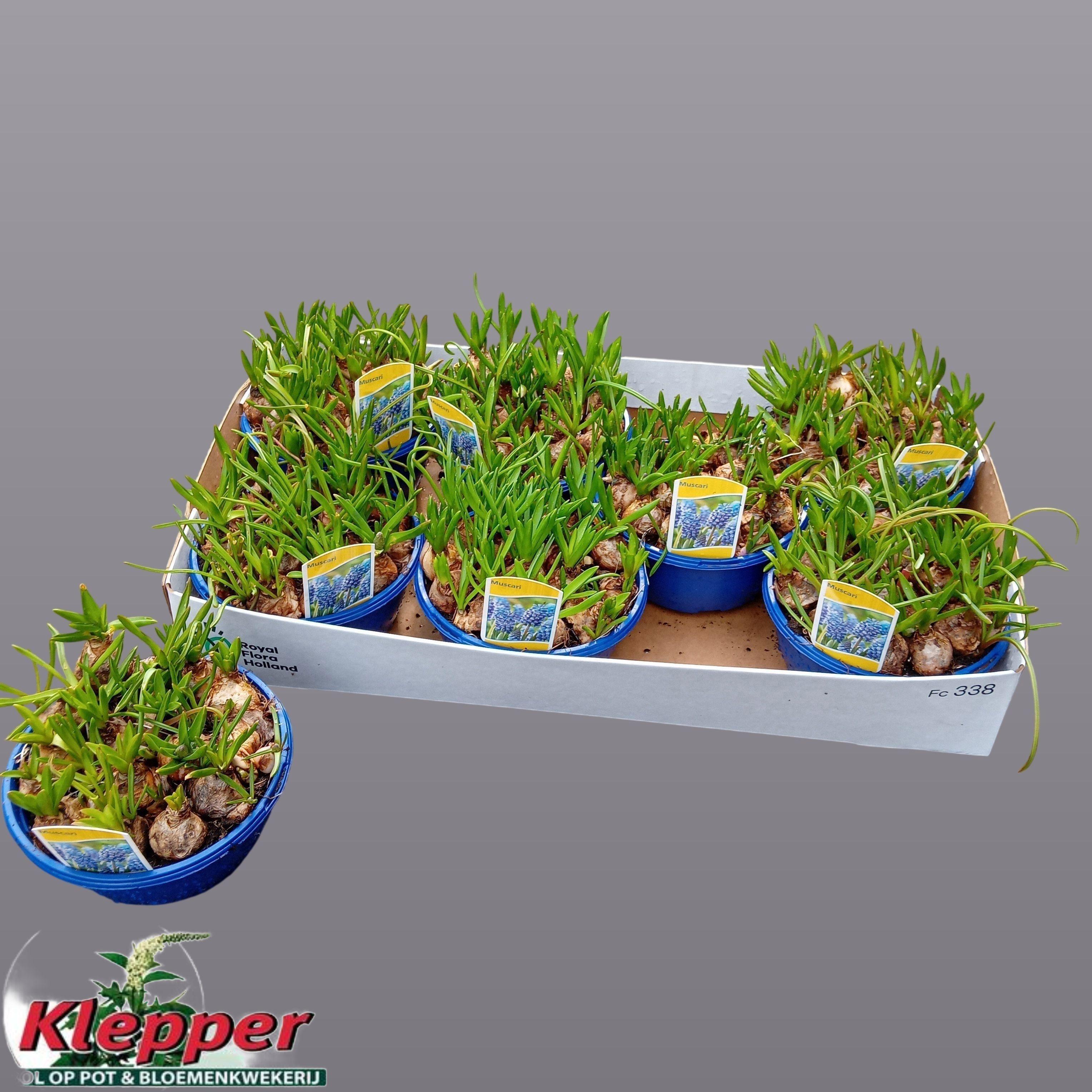 Горшечные цветы и растения оптом Muscar Atlantic от 7шт из Голландии с доставкой по России