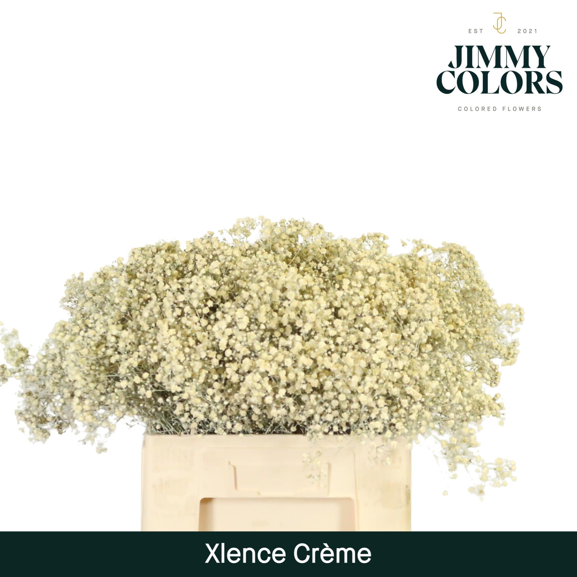 Срезанные цветы оптом Gyps large paint cream от 25шт из Голландии с доставкой по России