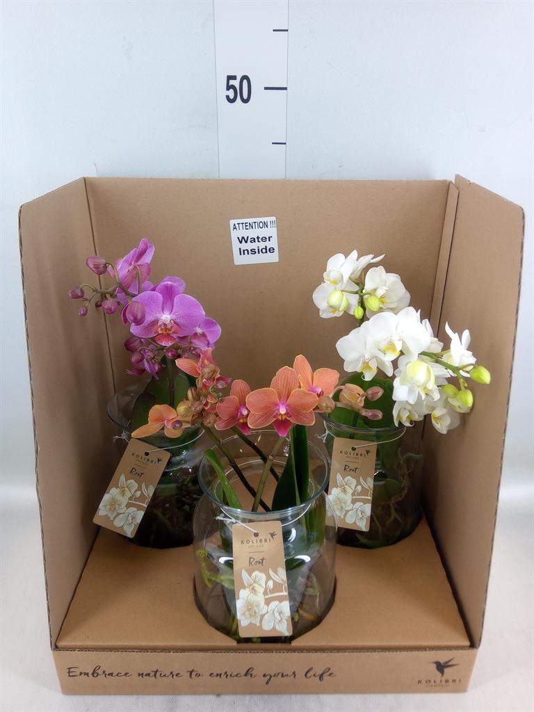 Горшечные цветы и растения оптом Phalaenopsis   ...mix от 3шт из Голландии с доставкой по России