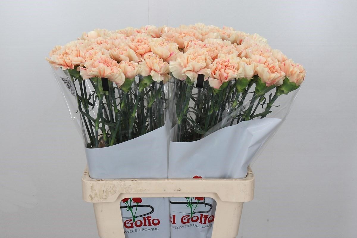 Срезанные цветы оптом Dianthus st apple tea от 80шт из Голландии с доставкой по России