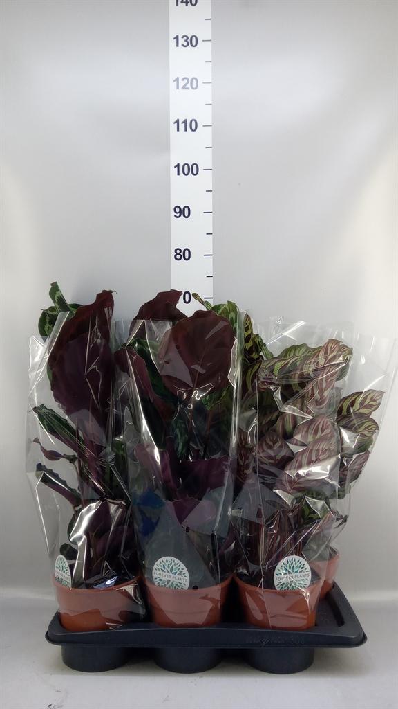 Горшечные цветы и растения оптом Calathea ...mix от 6шт из Голландии с доставкой по России