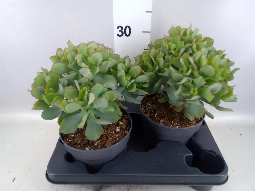 Горшечные цветы и растения оптом Crassula Arborescens curly от 2шт из Голландии с доставкой по России