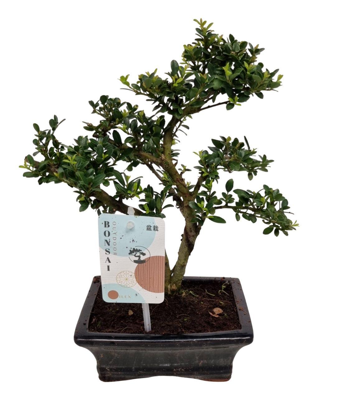 Горшечные цветы и растения оптом Ilex Crenata от 8шт из Голландии с доставкой по России