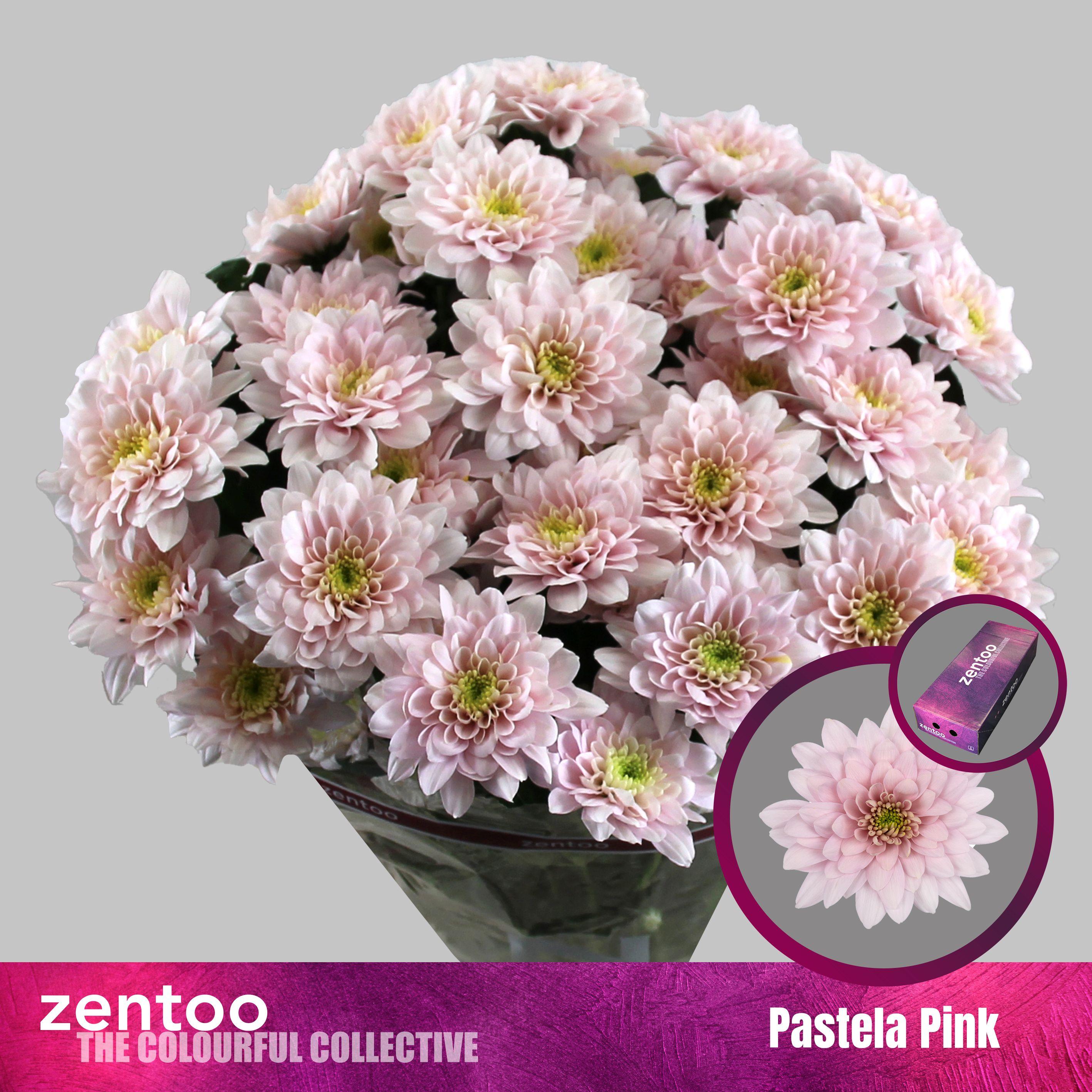 Срезанные цветы оптом Chrys sp pastela pink от 160шт из Голландии с доставкой по России