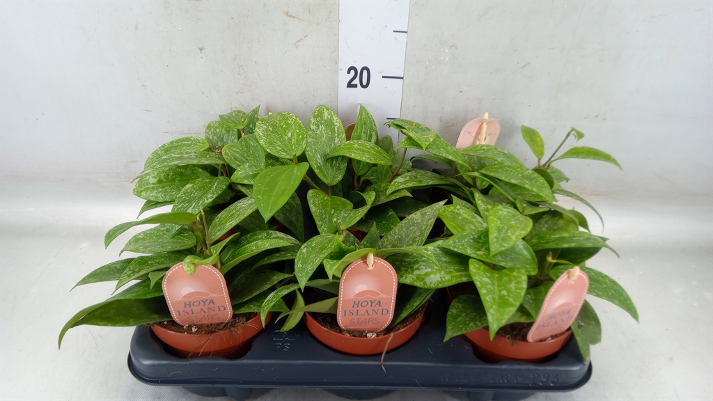 Горшечные цветы и растения оптом Hoya Quinquenervia от 6шт из Голландии с доставкой по России