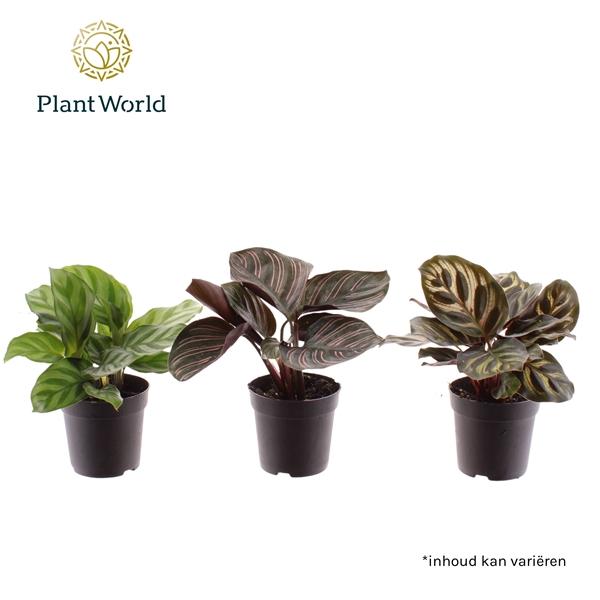 Горшечные цветы и растения оптом Calathea Mix (decorum) от 16шт (для телеги) из Голландии с доставкой по России