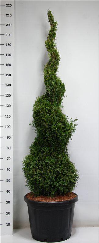 Горшечные цветы и растения оптом Thuja Occ Smaragd Spiral от 1шт из Голландии с доставкой по России