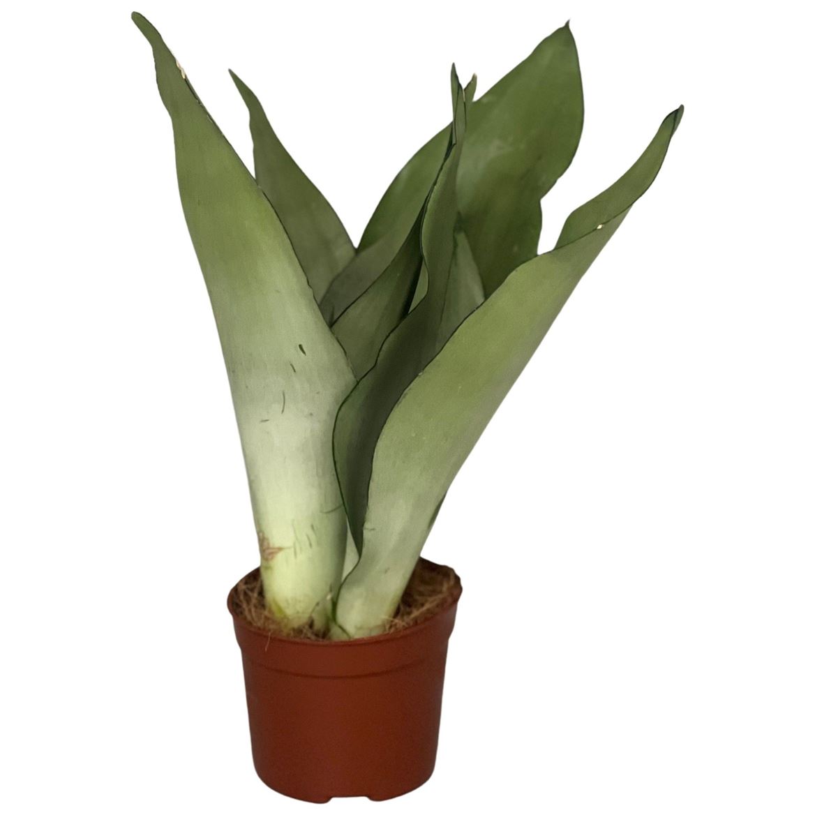 Горшечные цветы и растения оптом Sansevieria Moonshine 2pp от 18шт (для телеги) из Голландии с доставкой по России