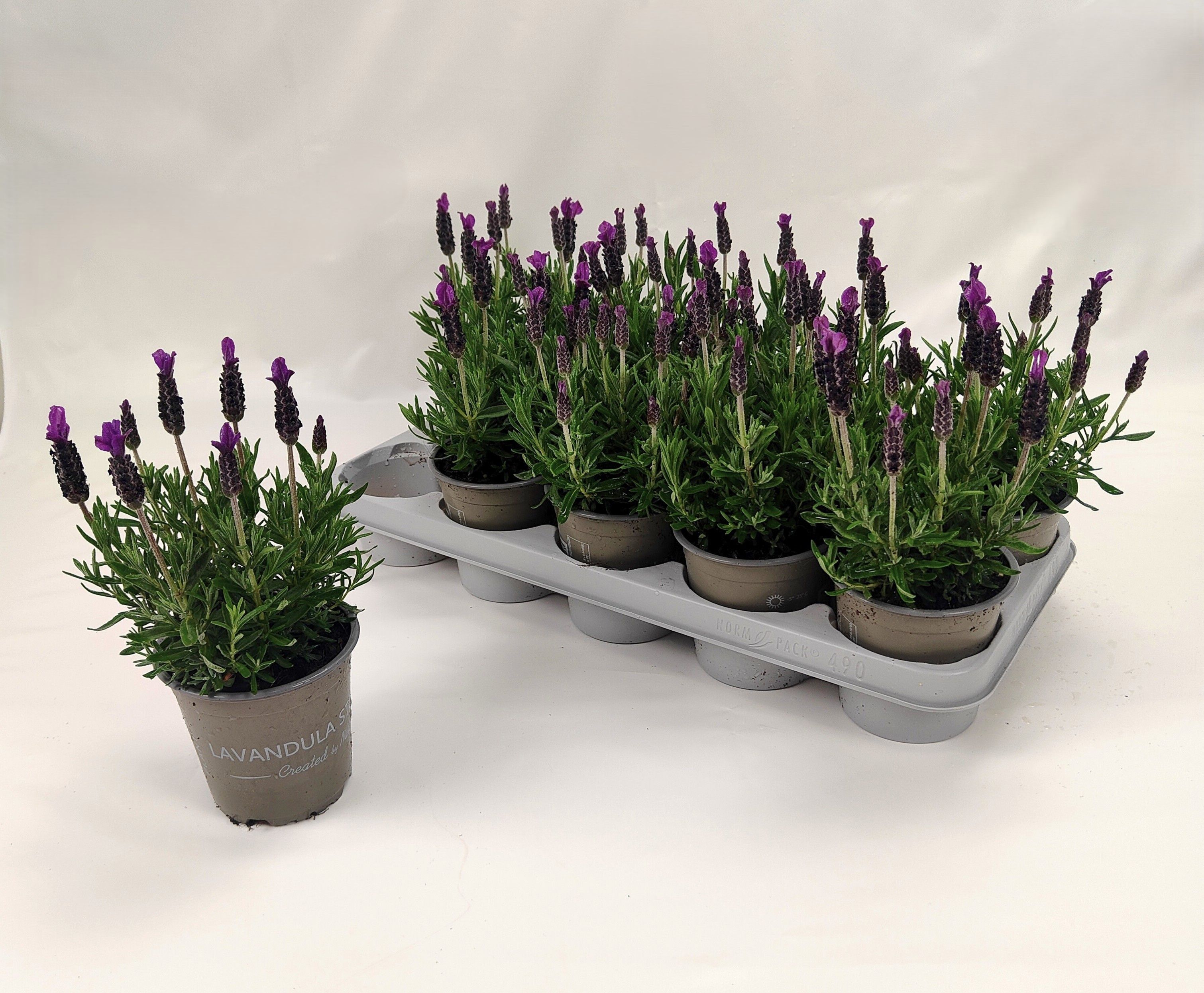 Горшечные цветы и растения оптом Lavan Stoechas от 10шт из Голландии с доставкой по России