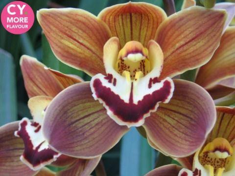 Срезанные цветы оптом Minicymbidium tokomaru sirocco от 5шт из Голландии с доставкой по России