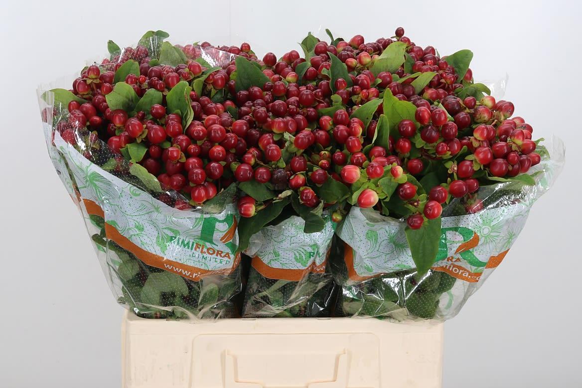 Срезанные цветы оптом Hypericum mag seasons от 125шт из Голландии с доставкой по России