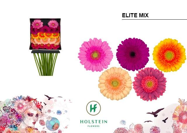 Срезанные цветы оптом Germini diamond mix elite от 20шт из Голландии с доставкой по России