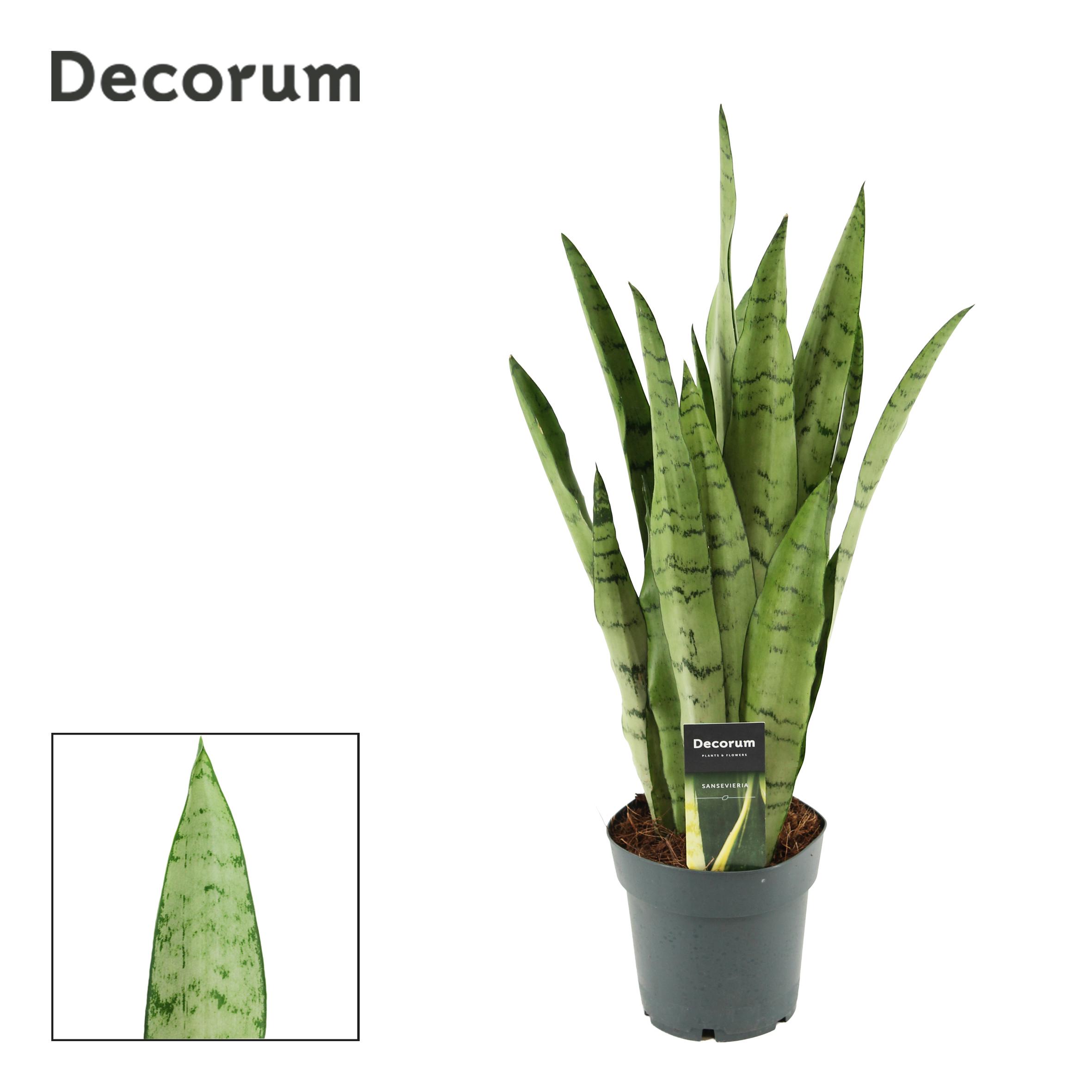 Горшечные цветы и растения оптом Sansevieria Peppermint (decorum) от 7шт из Голландии с доставкой по России