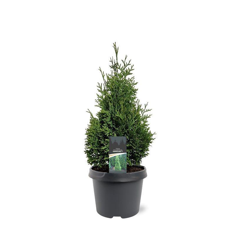 Горшечные цветы и растения оптом Thuja Occ Hurricane от 1шт из Голландии с доставкой по России