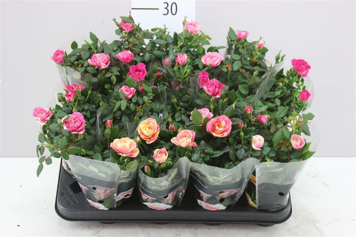 Горшечные цветы и растения оптом Roos Party Mini Gemengd от 16шт (для телеги) из Голландии с доставкой по России