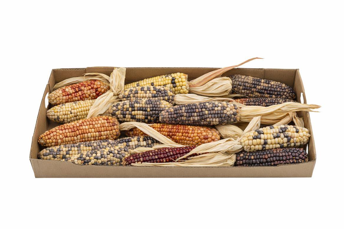 Срезанные цветы оптом Zea (mais) mays 6% от 15шт из Голландии с доставкой по России