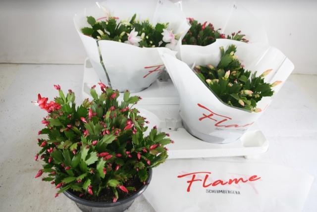 Горшечные цветы и растения оптом Schlumb Flame Gem от 2шт из Голландии с доставкой по России
