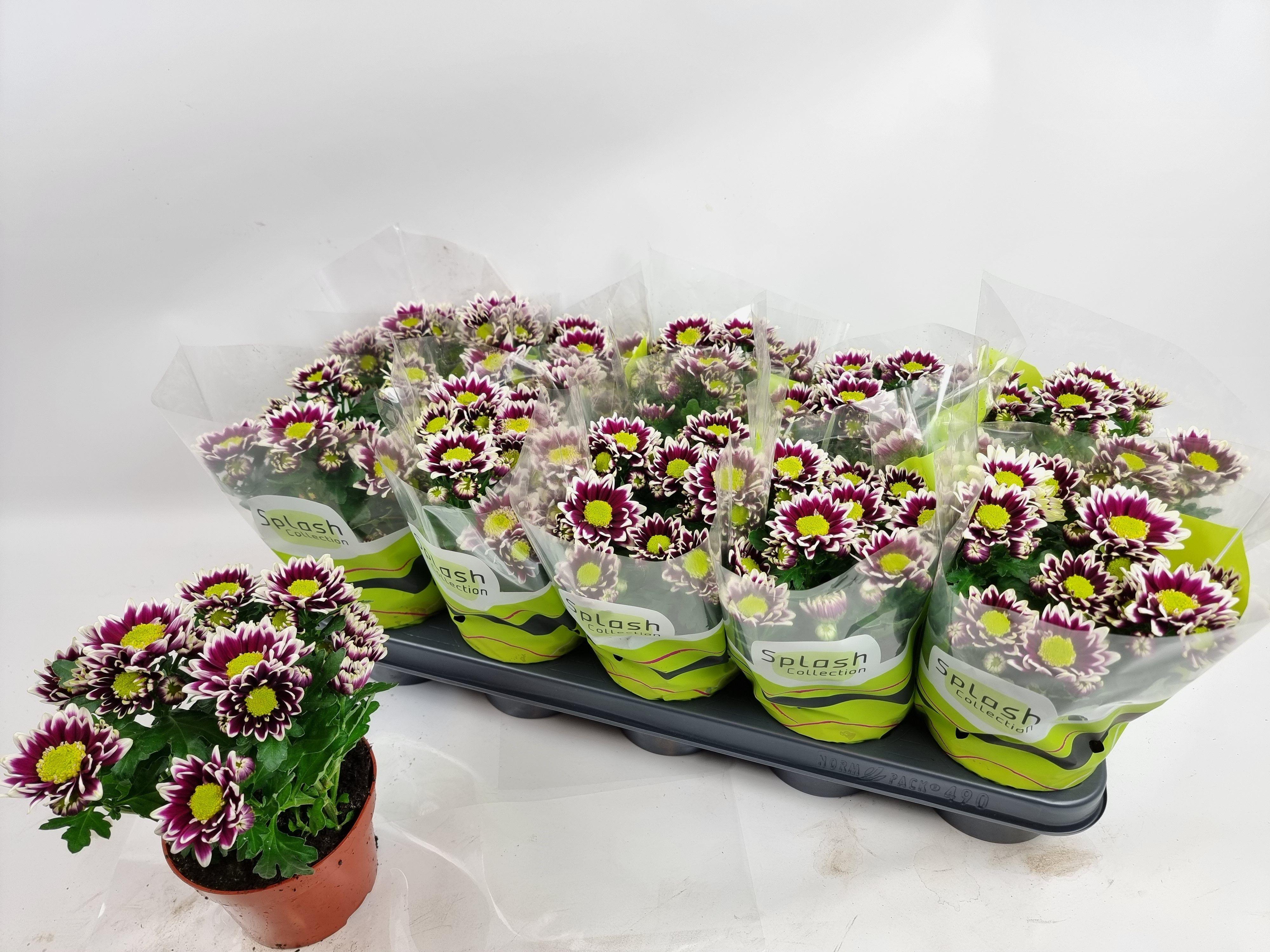 Горшечные цветы и растения оптом Chrys Splash Rocker от 10шт из Голландии с доставкой по России