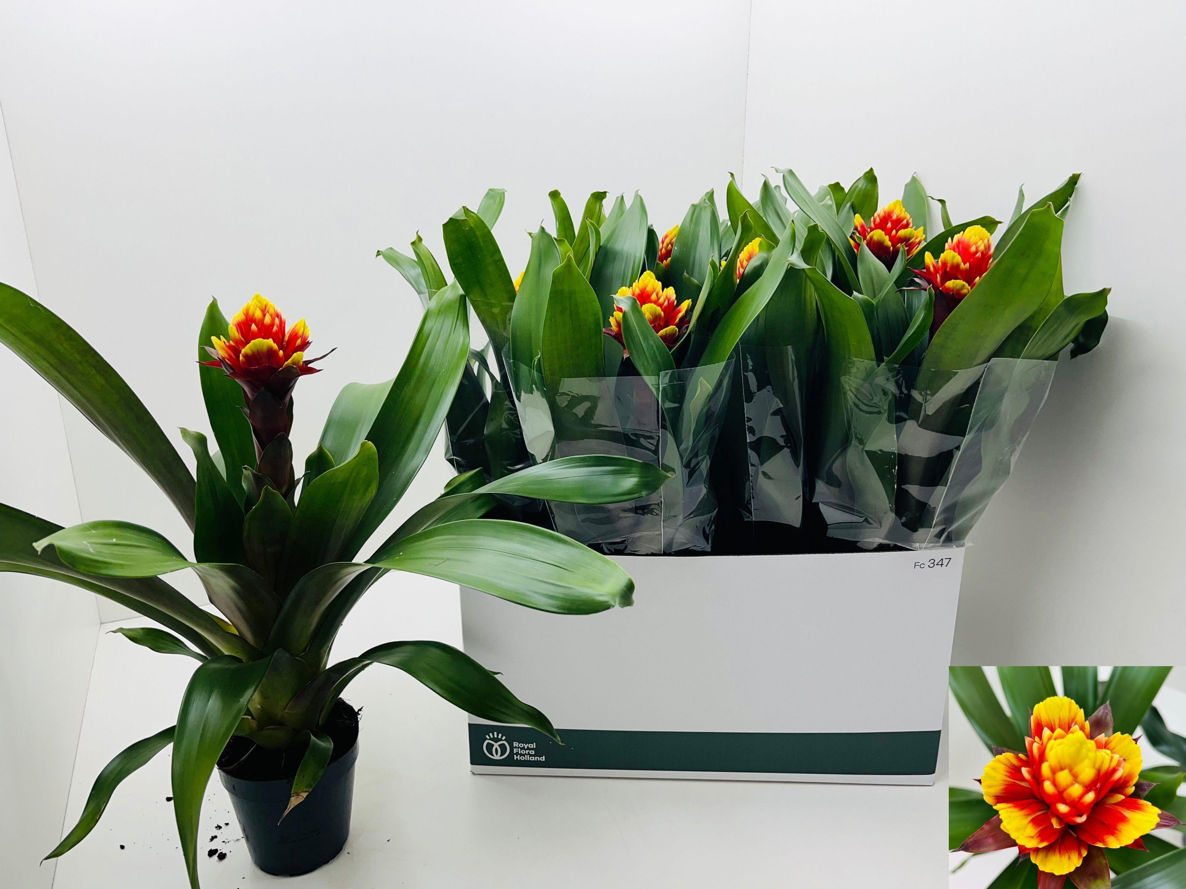 Горшечные цветы и растения оптом Guzm Ov от 8шт из Голландии с доставкой по России