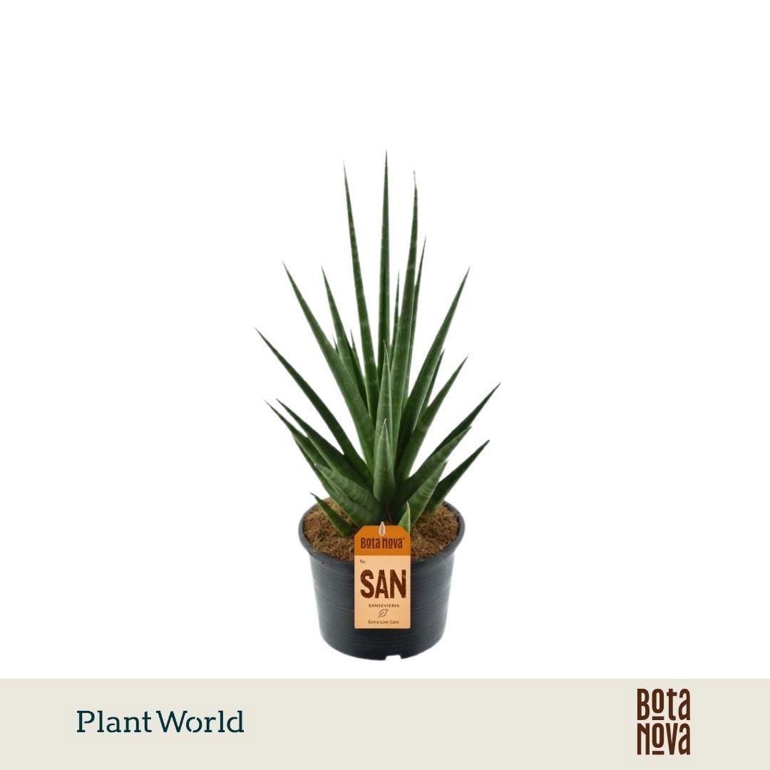 Горшечные цветы и растения оптом Sansevieria Dancing Queen от 7шт из Голландии с доставкой по России