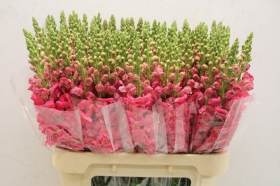 Срезанные цветы оптом Antirrhinum fuchsia от 50шт из Голландии с доставкой по России