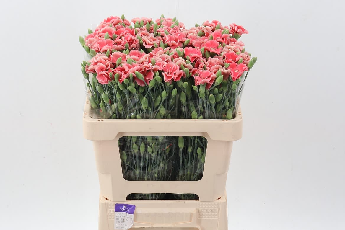 Срезанные цветы оптом Dianthus sp symply salmon от 100шт из Голландии с доставкой по России