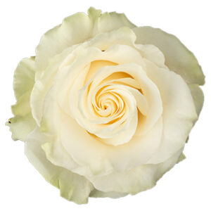 Срезанные цветы оптом Rosa ec mondial от 250шт из Голландии с доставкой по России