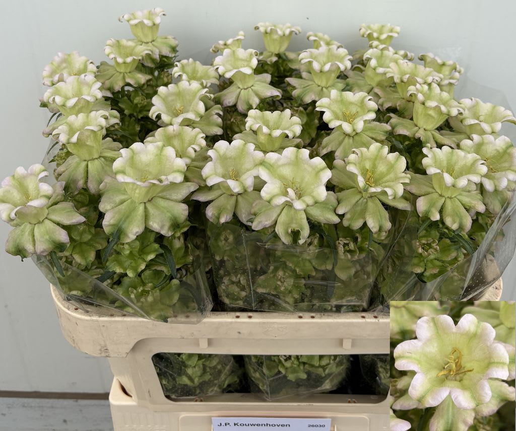 Срезанные цветы оптом Campanula evergreen pearl от 30шт из Голландии с доставкой по России Срезанные цветы оптом Campanula evergreen pearl от 30шт из Голландии с доставкой по России