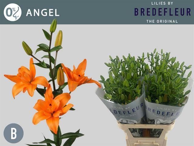 Срезанные цветы оптом Lilium la butterfly angel от 40шт из Голландии с доставкой по России