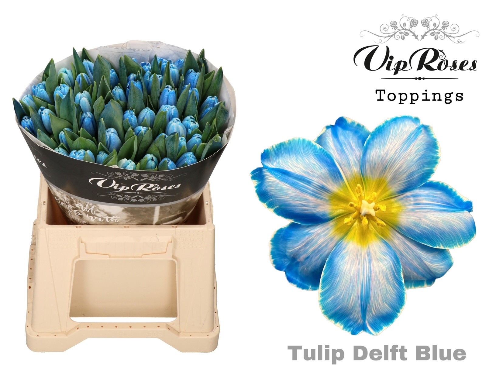 Срезанные цветы оптом Tulipa si paint delft blue от 50шт из Голландии с доставкой по России