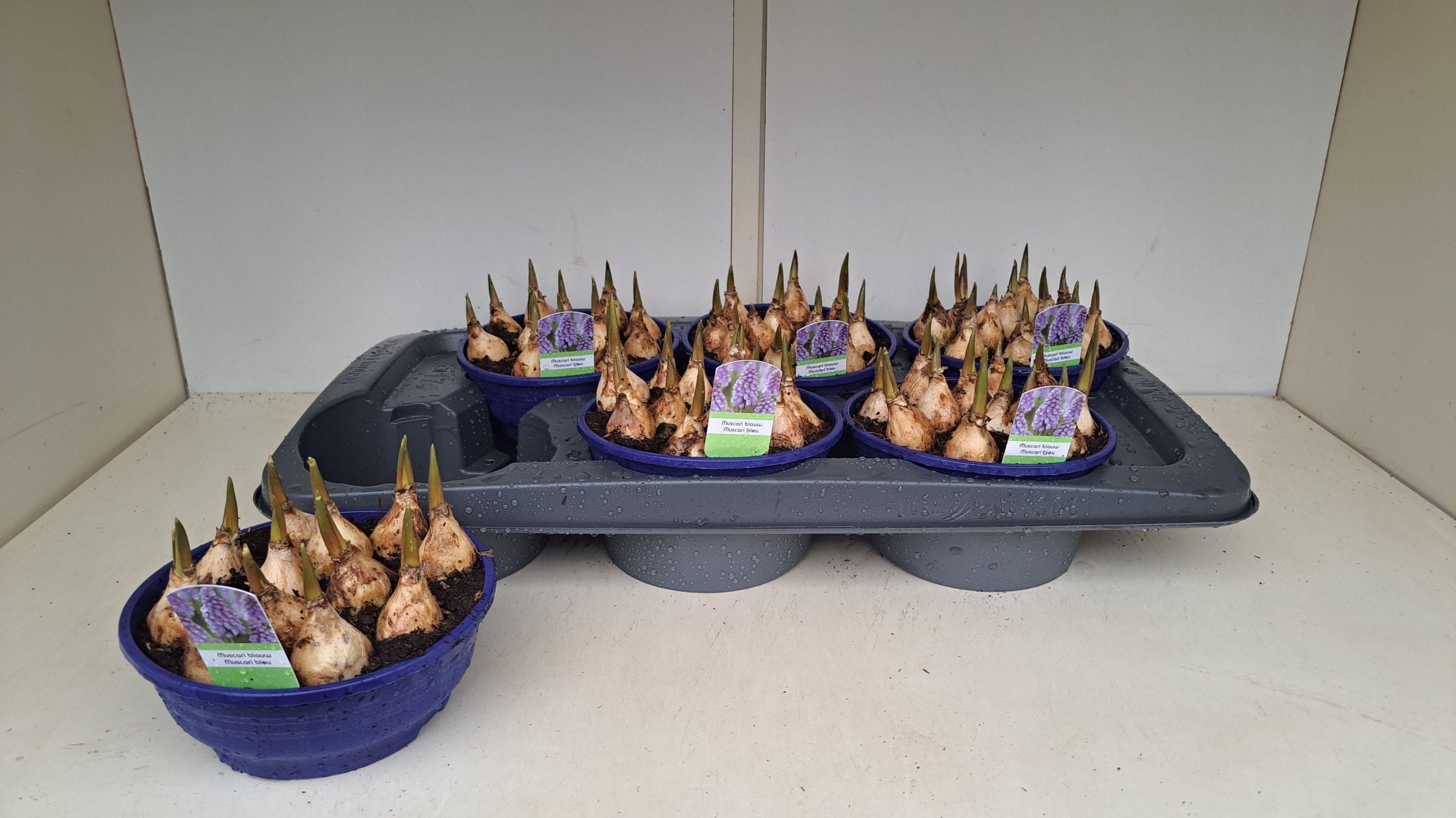 Горшечные цветы и растения оптом Muscar Lindsay от 6шт из Голландии с доставкой по России