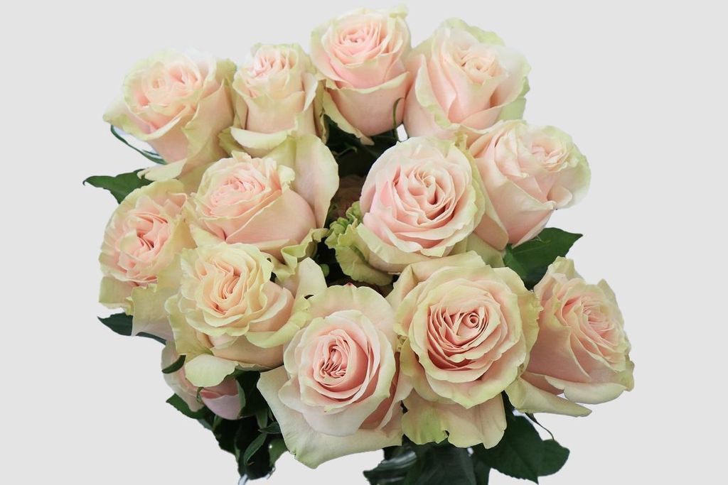 Срезанные цветы оптом Rosa ec pink mondial от 50шт из Голландии с доставкой по России