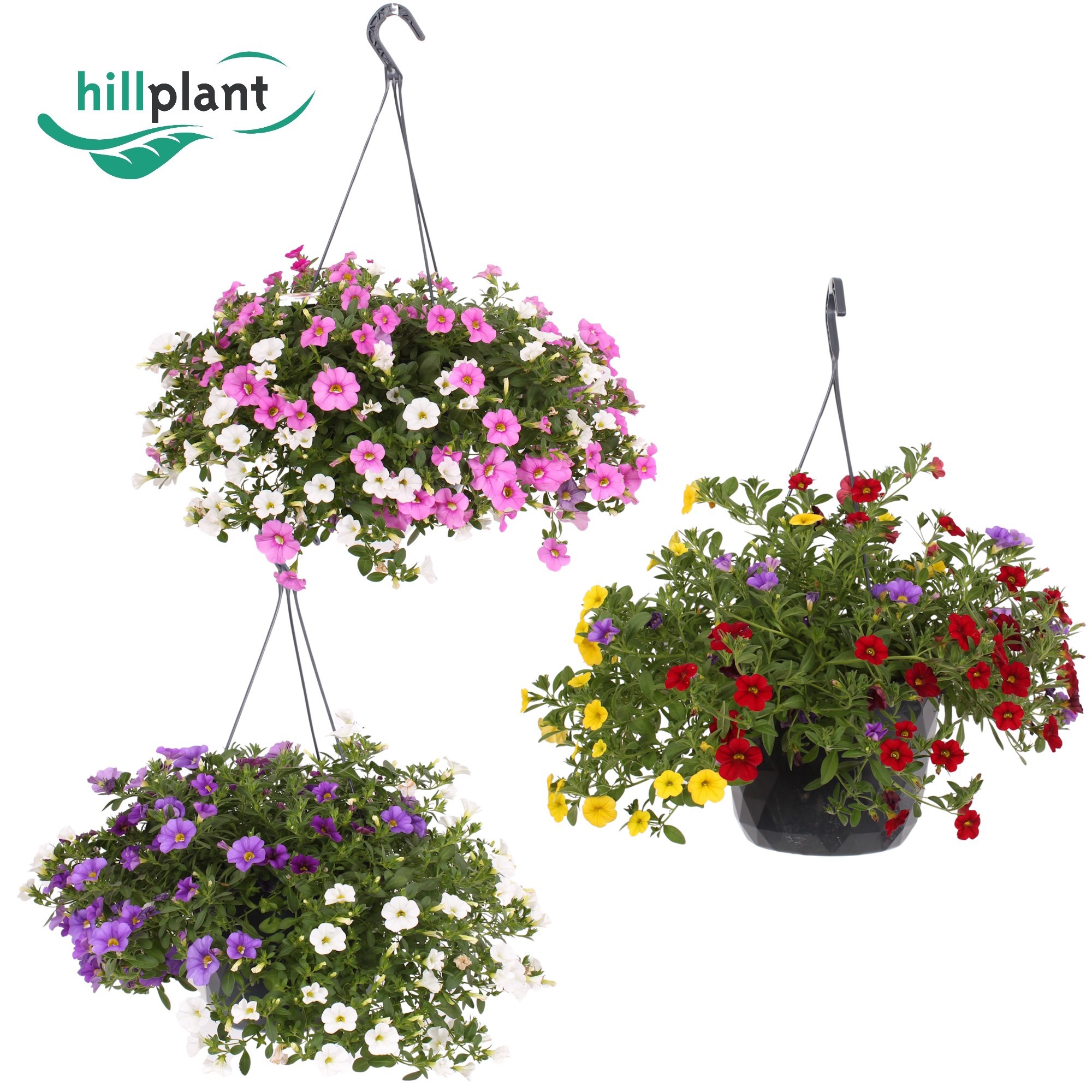 Горшечные цветы и растения оптом Calibrachoa Hangpot 23 Cm Gemengd - Mix Laag от 1шт из Голландии с доставкой по России