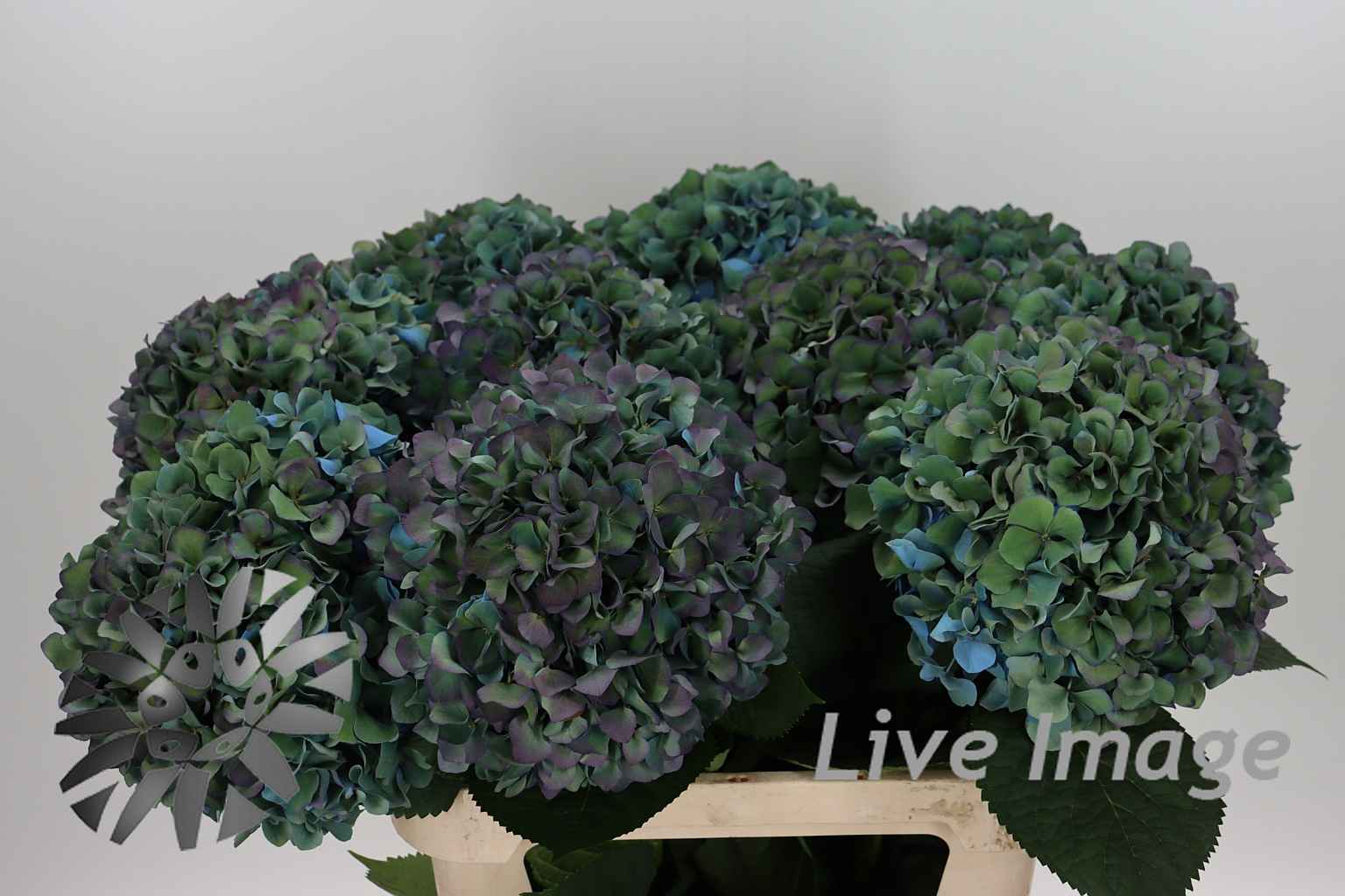 Срезанные цветы оптом Hydrangea pimpernel classic aubergine от 10шт. из Голландии с доставкой по России