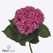 Срезанные цветы оптом Hydrangea scarlett от 10шт из Голландии с доставкой по России