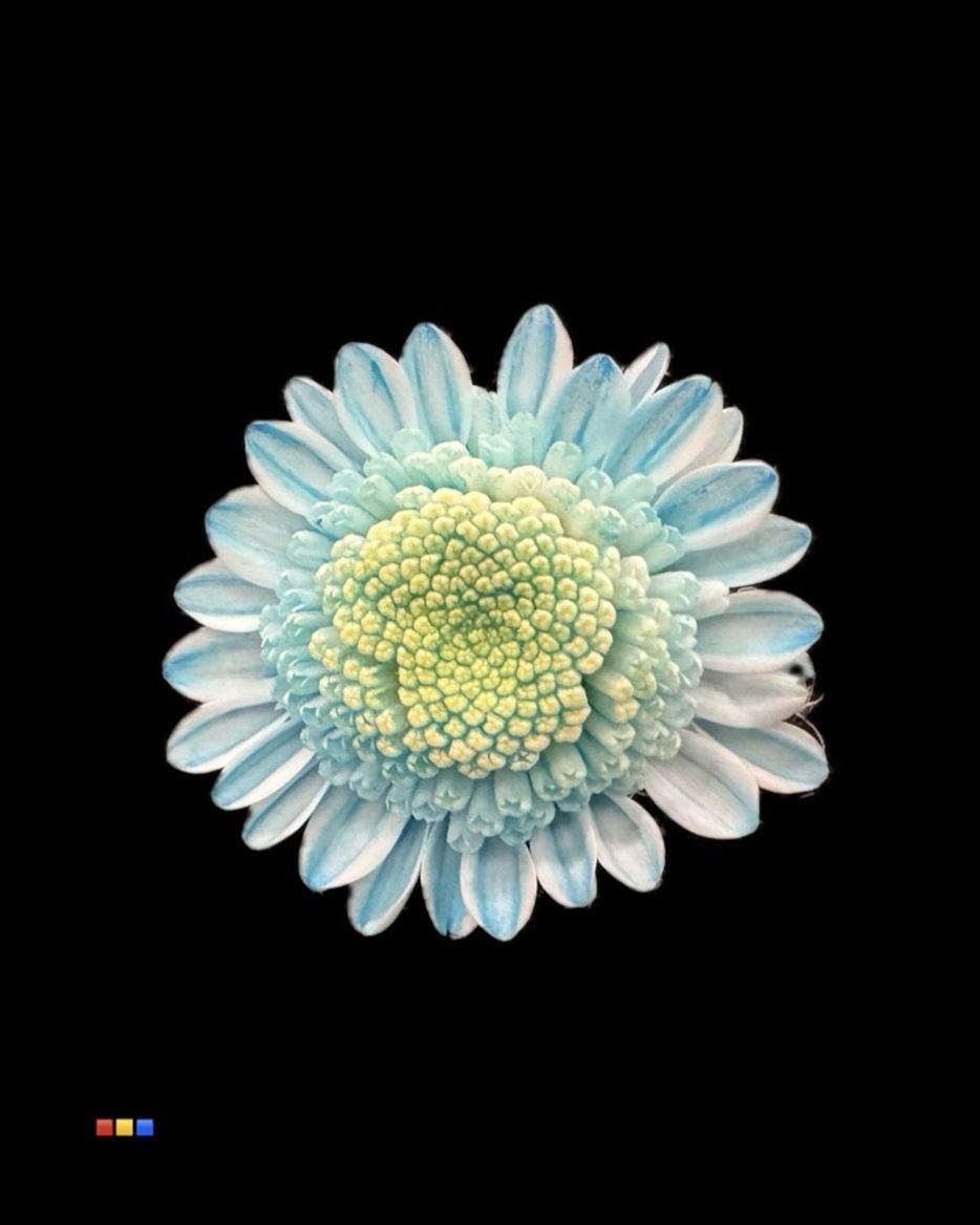 Срезанные цветы оптом Chrys sp paint stallion pastel blue от 60шт из Голландии с доставкой по России