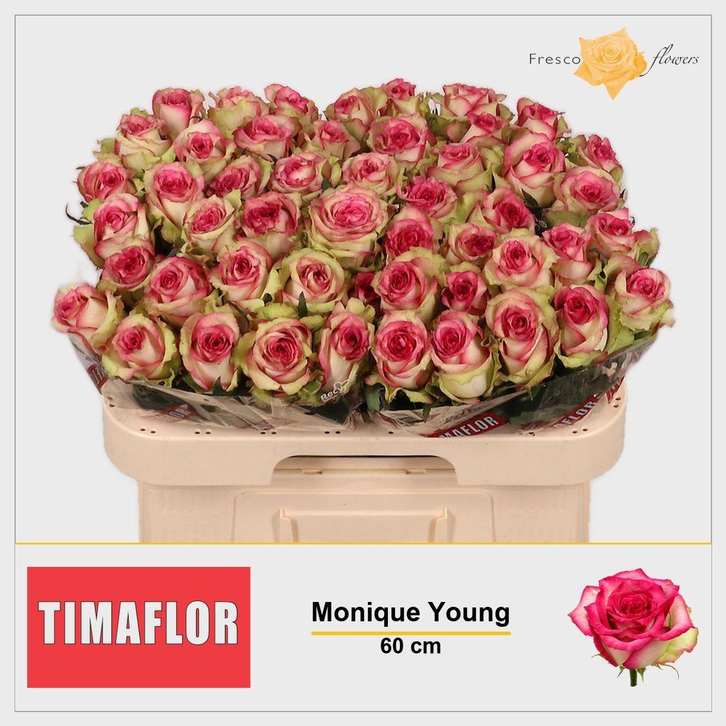 Срезанные цветы оптом Rosa large monique от 50шт из Голландии с доставкой по России