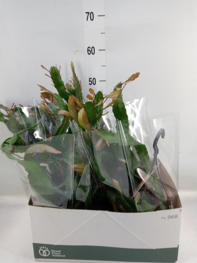 Горшечные цветы и растения оптом Epiphyllum   ... от 5шт из Голландии с доставкой по России