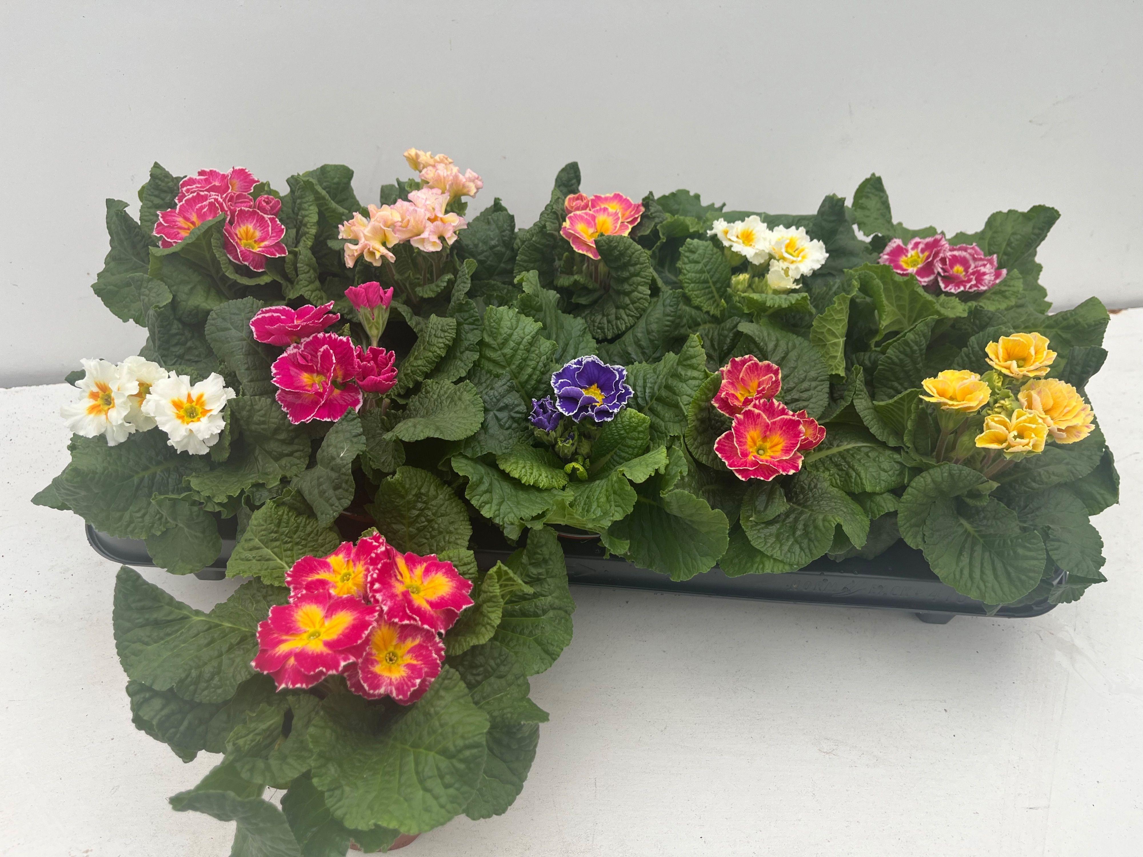 Горшечные цветы и растения оптом Prim Ac Siroco Gem от 10шт из Голландии с доставкой по России